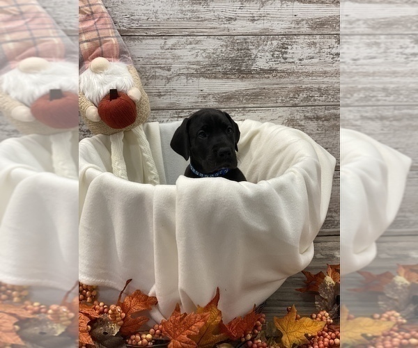 Medium Photo #4 Great Dane Puppy For Sale in SPRINGFIELD, OH, USA
