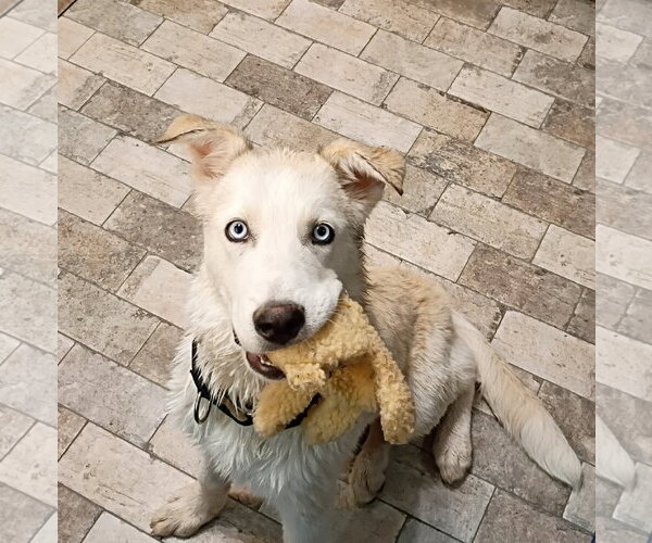 Medium Photo #2 Siberian Husky-Unknown Mix Puppy For Sale in Cedar Crest, NM, USA