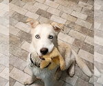 Small #1 Siberian Husky Mix