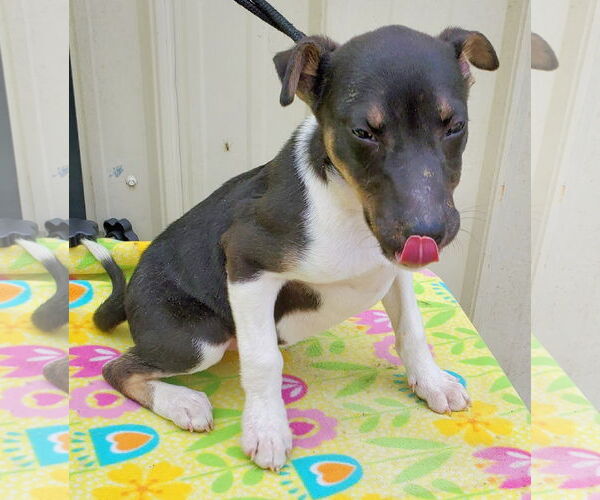 Medium Photo #3 Mutt Puppy For Sale in Mountain View, MO, USA