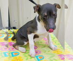 Small #2 Mutt