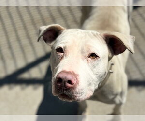 Mutt Dogs for adoption in Tulsa, OK, USA