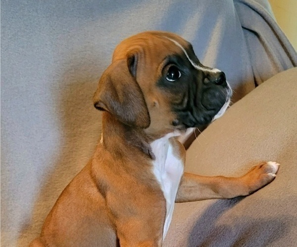 Medium Photo #4 Boxer Puppy For Sale in SLATON, TX, USA