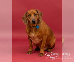 Basset Hound-Redbone Coonhound Mix Dogs for adoption in Claremore, OK, USA