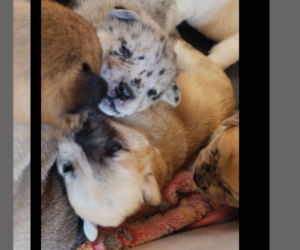 Chow Chow Puppy for sale in FREDERICKSBURG, VA, USA