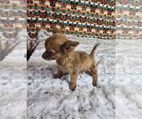 Medium Photo #6 Chihuahua Puppy For Sale in BOSTON, MA, USA