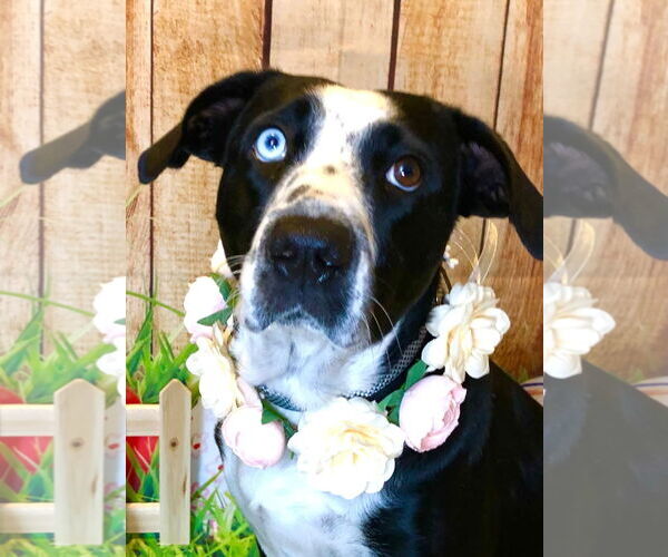 Medium Photo #11 Catahoula Leopard Dog-Unknown Mix Puppy For Sale in Hillsboro, MO, USA