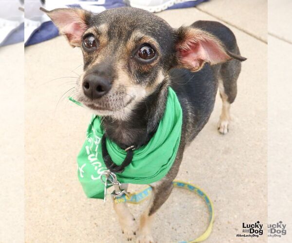 Medium Photo #3 Chihuahua-Unknown Mix Puppy For Sale in Washington, DC, USA