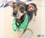 Small #2 Chihuahua Mix