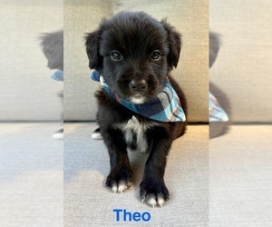 Border Collie Puppy for sale in FAIR HAVEN, MI, USA