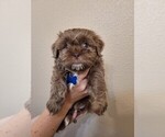 Small #3 Shih Tzu