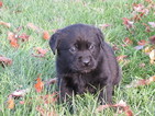 Small Photo #12 Labrador Retriever Puppy For Sale in FORT RECOVERY, OH, USA