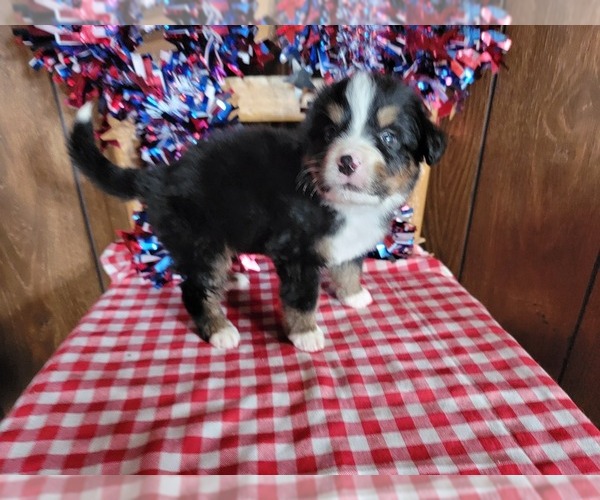 Medium Photo #22 Bernese Mountain Dog Puppy For Sale in BLACK FOREST, CO, USA
