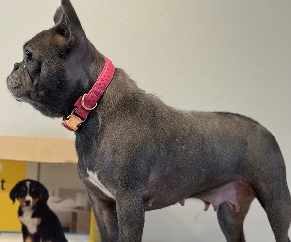 Medium Photo #1 French Bulldog Puppy For Sale in DENAIR, CA, USA