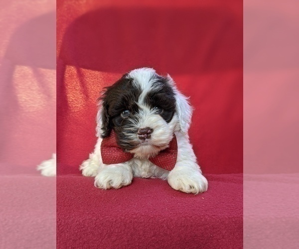 Medium Photo #6 Cocker Spaniel-Poodle (Miniature) Mix Puppy For Sale in BIRD IN HAND, PA, USA