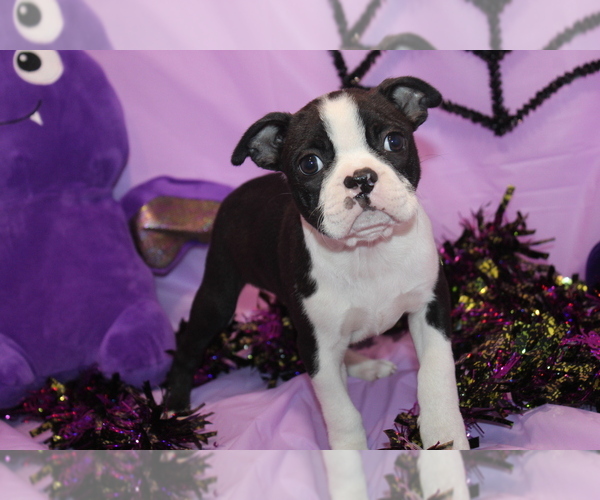 Medium Photo #7 Boston Terrier Puppy For Sale in BROOKSVILLE, FL, USA