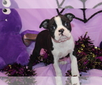 Zellah - Female Boston Terrier Puppy for Sale - Photo #7