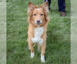 Small #2 Golden Retriever Mix