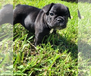 French Bulldog Puppy for Sale in ANGLETON, Texas USA