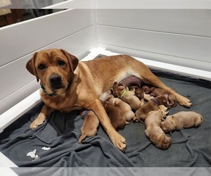 Labrador Retriever Puppy for sale in MOUNT AIRY, NC, USA