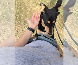 Forrest - Male Mutt Dog for Adoption - Photo #5
