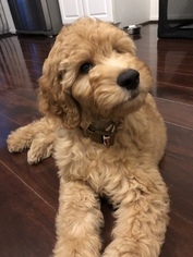 Goldendoodle Puppy for sale in NOVI, MI, USA