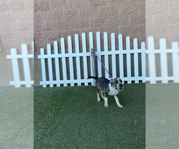 Medium Photo #1 Chinese Shar-Pei-Unknown Mix Puppy For Sale in Modesto, CA, USA