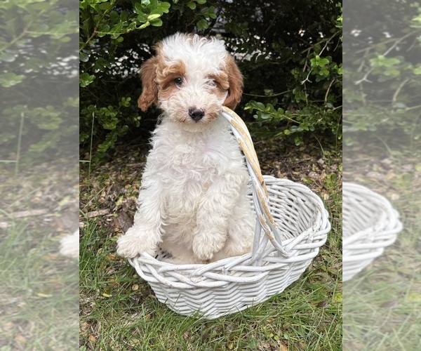 Medium Photo #4 Goldendoodle (Miniature) Puppy For Sale in MIDDLEBURY, IN, USA