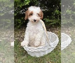 Small #3 Goldendoodle (Miniature)