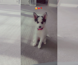 Pomsky Puppy for sale in HAMPTON, IA, USA