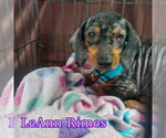 Small #10 Dachshund