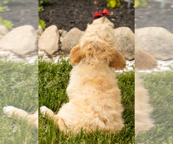 Medium Photo #13 Golden Cavadoodle Puppy For Sale in MILLERSBURG, IN, USA