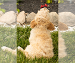 Small Photo #13 Golden Cavadoodle Puppy For Sale in MILLERSBURG, IN, USA