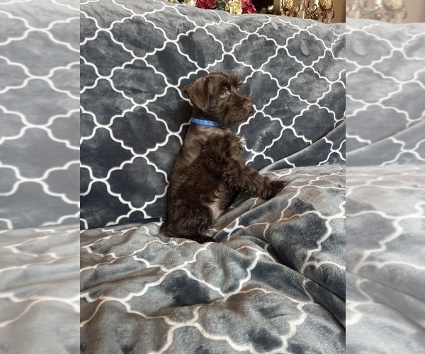 Medium Photo #34 Schnauzer (Miniature) Puppy For Sale in ROY, WA, USA