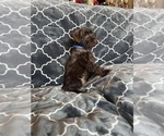 Small #4 Schnauzer (Miniature)