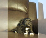 Small #32 Chihuahua