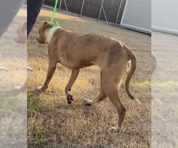Medium Photo #7 American Pit Bull Terrier-Unknown Mix Puppy For Sale in McKinney, TX, USA
