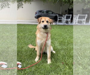 Great Pyrenees Dogs for adoption in Yardley, PA, USA