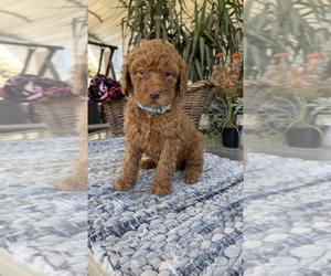 Labradoodle Puppy for Sale in FRESNO, California USA