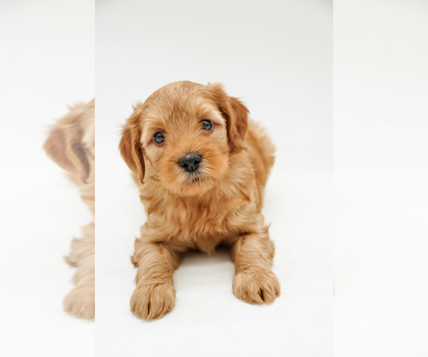 Medium Photo #1 Goldendoodle-Poodle (Miniature) Mix Puppy For Sale in EASLEY, SC, USA