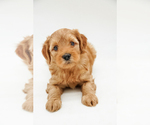 Puppy Miss Purple Goldendoodle-Poodle (Miniature) Mix