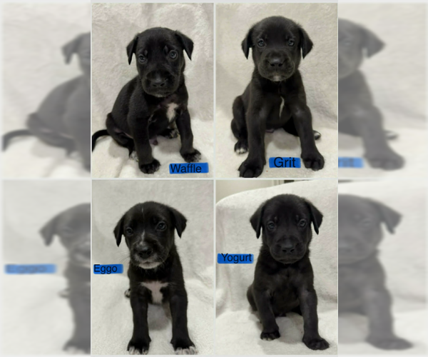 Medium Photo #6 Labrador Retriever-Unknown Mix Puppy For Sale in SHERBURNE, NY, USA