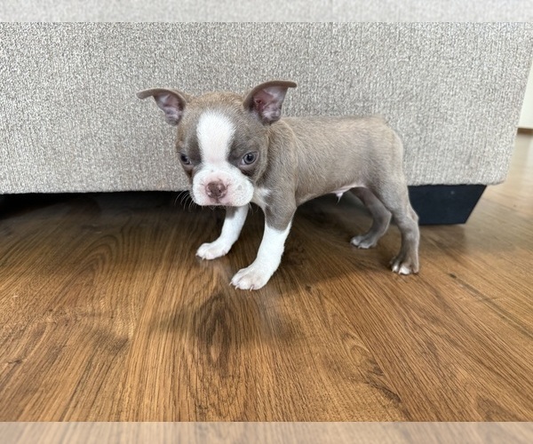 Medium Photo #7 Boston Terrier Puppy For Sale in OROVILLE, CA, USA