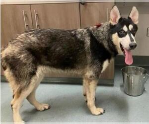 Siberian Husky-Unknown Mix Dogs for adoption in Baytown, TX, USA
