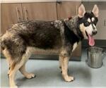 Small Siberian Husky Mix