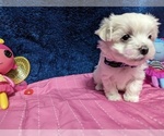 Small Photo #2 Maltese Puppy For Sale in OCALA, FL, USA