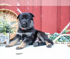 Medium German Shepherd Dog