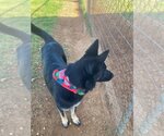 Small #1 Huskies  Mix