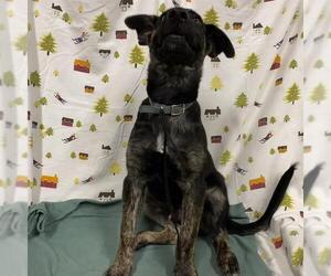German Shepherd Dog Dogs for adoption in Modesto, CA, USA