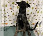 BUDDY - Male German Shepherd Dog Dog for Adoption - Small photo
